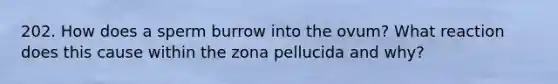 202. How does a sperm burrow into the ovum? What reaction does this cause within the zona pellucida and why?