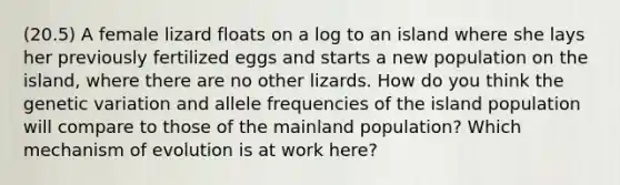 (20.5) A female lizard floats on a log to an island where she lays her previously fertilized eggs and starts a new population on the island, where there are no other lizards. How do you think the genetic variation and allele frequencies of the island population will compare to those of the mainland population? Which mechanism of evolution is at work here?