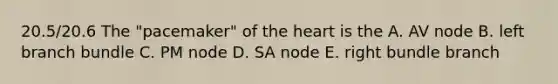 20.5/20.6 The "pacemaker" of the heart is the A. AV node B. left branch bundle C. PM node D. SA node E. right bundle branch