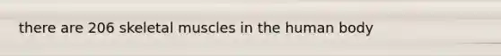 there are 206 skeletal muscles in the human body