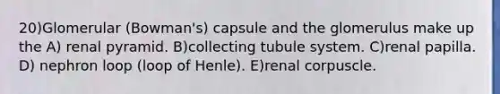 20)Glomerular (Bowman's) capsule and the glomerulus make up the A) renal pyramid. B)collecting tubule system. C)renal papilla. D) nephron loop (loop of Henle). E)renal corpuscle.