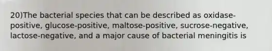 20)The bacterial species that can be described as oxidase-positive, glucose-positive, maltose-positive, sucrose-negative, lactose-negative, and a major cause of bacterial meningitis is