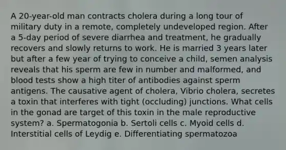 A 20-year-old man contracts cholera during a long tour of military duty in a remote, completely undeveloped region. After a 5-day period of severe diarrhea and treatment, he gradually recovers and slowly returns to work. He is married 3 years later but after a few year of trying to conceive a child, semen analysis reveals that his sperm are few in number and malformed, and blood tests show a high titer of antibodies against sperm antigens. The causative agent of cholera, Vibrio cholera, secretes a toxin that interferes with tight (occluding) junctions. What cells in the gonad are target of this toxin in the male reproductive system? a. Spermatogonia b. Sertoli cells c. Myoid cells d. Interstitial cells of Leydig e. Differentiating spermatozoa