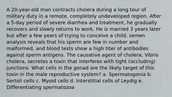 A 20-year-old man contracts cholera during a long tour of military duty in a remote, completely undeveloped region. After a 5-day period of severe diarrhea and treatment, he gradually recovers and slowly returns to work. He is married 3 years later but after a few years of trying to conceive a child, semen analysis reveals that his sperm are few in number and malformed, and blood tests show a high titer of antibodies against sperm antigens. The causative agent of cholera, Vibrio cholera, secretes a toxin that interferes with tight (occluding) junctions. What cells in the gonad are the likely target of this toxin in the male reproductive system? a. Spermatogonia b. Sertoli cells c. Myoid cells d. Interstitial cells of Leydig e. Differentiating spermatozoa