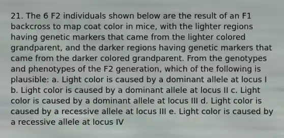 21. The 6 F2 individuals shown below are the result of an F1 backcross to map coat color in mice, with the lighter regions having genetic markers that came from the lighter colored grandparent, and the darker regions having genetic markers that came from the darker colored grandparent. From the genotypes and phenotypes of the F2 generation, which of the following is plausible: a. Light color is caused by a dominant allele at locus I b. Light color is caused by a dominant allele at locus II c. Light color is caused by a dominant allele at locus III d. Light color is caused by a recessive allele at locus III e. Light color is caused by a recessive allele at locus IV