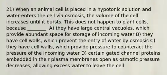 21) When an animal cell is placed in a hypotonic solution and water enters the cell via osmosis, the volume of the cell increases until it bursts. This does not happen to plant cells, because ________. A) they have large central vacuoles, which provide abundant space for storage of incoming water B) they have cell walls, which prevent the entry of water by osmosis C) they have cell walls, which provide pressure to counteract the pressure of the incoming water D) certain gated channel proteins embedded in their plasma membranes open as osmotic pressure decreases, allowing excess water to leave the cell