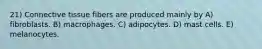 21) Connective tissue fibers are produced mainly by A) fibroblasts. B) macrophages. C) adipocytes. D) mast cells. E) melanocytes.