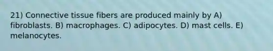 21) Connective tissue fibers are produced mainly by A) fibroblasts. B) macrophages. C) adipocytes. D) mast cells. E) melanocytes.