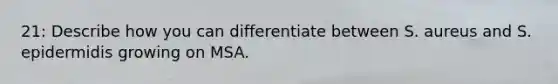 21: Describe how you can differentiate between S. aureus and S. epidermidis growing on MSA.