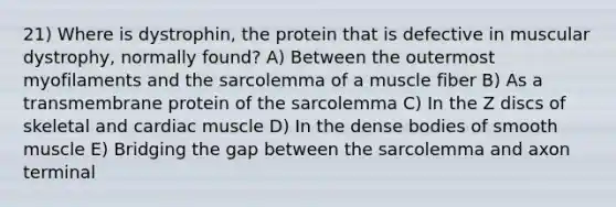 21) Where is dystrophin, the protein that is defective in muscular dystrophy, normally found? A) Between the outermost myofilaments and the sarcolemma of a muscle fiber B) As a transmembrane protein of the sarcolemma C) In the Z discs of skeletal and cardiac muscle D) In the dense bodies of smooth muscle E) Bridging the gap between the sarcolemma and axon terminal