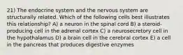 21) The endocrine system and the nervous system are structurally related. Which of the following cells best illustrates this relationship? A) a neuron in the spinal cord B) a steroid-producing cell in the adrenal cortex C) a neurosecretory cell in the hypothalamus D) a brain cell in the cerebral cortex E) a cell in the pancreas that produces digestive enzymes