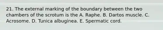 21. The external marking of the boundary between the two chambers of the scrotum is the A. Raphe. B. Dartos muscle. C. Acrosome. D. Tunica albuginea. E. Spermatic cord.