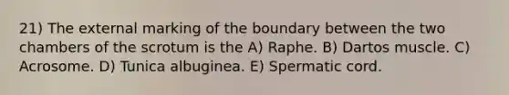 21) The external marking of the boundary between the two chambers of the scrotum is the A) Raphe. B) Dartos muscle. C) Acrosome. D) Tunica albuginea. E) Spermatic cord.