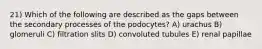 21) Which of the following are described as the gaps between the secondary processes of the podocytes? A) urachus B) glomeruli C) filtration slits D) convoluted tubules E) renal papillae