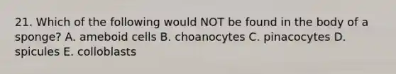 21. Which of the following would NOT be found in the body of a sponge? A. ameboid cells B. choanocytes C. pinacocytes D. spicules E. colloblasts