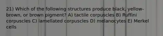 21) Which of the following structures produce black, yellow-brown, or brown pigment? A) tactile corpuscles B) Ruffini corpuscles C) lamellated corpuscles D) melanocytes E) Merkel cells