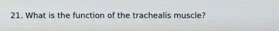 21. What is the function of the trachealis muscle?