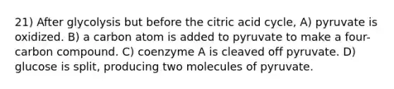 21) After glycolysis but before the citric acid cycle, A) pyruvate is oxidized. B) a carbon atom is added to pyruvate to make a four-carbon compound. C) coenzyme A is cleaved off pyruvate. D) glucose is split, producing two molecules of pyruvate.