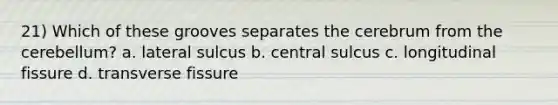 21) Which of these grooves separates the cerebrum from the cerebellum? a. lateral sulcus b. central sulcus c. longitudinal fissure d. transverse fissure