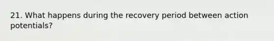 21. What happens during the recovery period between action potentials?