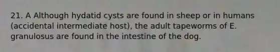 21. A Although hydatid cysts are found in sheep or in humans (accidental intermediate host), the adult tapeworms of E. granulosus are found in the intestine of the dog.