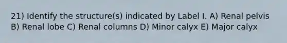 21) Identify the structure(s) indicated by Label I. A) Renal pelvis B) Renal lobe C) Renal columns D) Minor calyx E) Major calyx