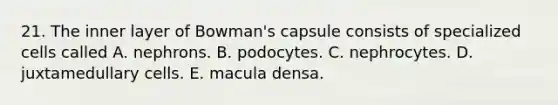 21. The inner layer of Bowman's capsule consists of specialized cells called A. nephrons. B. podocytes. C. nephrocytes. D. juxtamedullary cells. E. macula densa.