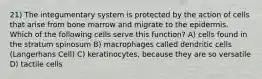 21) The integumentary system is protected by the action of cells that arise from bone marrow and migrate to the epidermis. Which of the following cells serve this function? A) cells found in the stratum spinosum B) macrophages called dendritic cells (Langerhans Cell) C) keratinocytes, because they are so versatile D) tactile cells