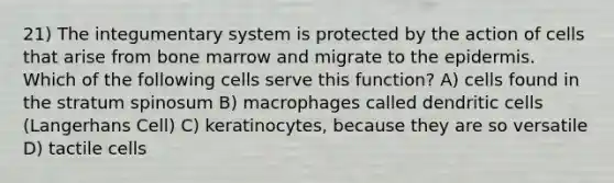 21) The integumentary system is protected by the action of cells that arise from bone marrow and migrate to the epidermis. Which of the following cells serve this function? A) cells found in the stratum spinosum B) macrophages called dendritic cells (Langerhans Cell) C) keratinocytes, because they are so versatile D) tactile cells