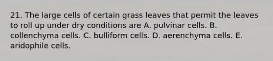 21. The large cells of certain grass leaves that permit the leaves to roll up under dry conditions are A. pulvinar cells. B. collenchyma cells. C. bulliform cells. D. aerenchyma cells. E. aridophile cells.