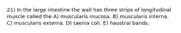 21) In the large intestine the wall has three strips of longitudinal muscle called the A) muscularis mucosa. B) muscularis interna. C) muscularis externa. D) taenia coli. E) haustral bands.