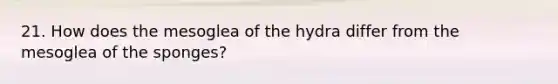 21. How does the mesoglea of the hydra differ from the mesoglea of the sponges?