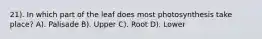 21). In which part of the leaf does most photosynthesis take place? A). Palisade B). Upper C). Root D). Lower