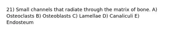 21) Small channels that radiate through the matrix of bone. A) Osteoclasts B) Osteoblasts C) Lamellae D) Canaliculi E) Endosteum
