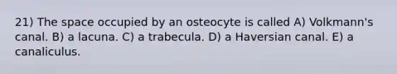 21) The space occupied by an osteocyte is called A) Volkmann's canal. B) a lacuna. C) a trabecula. D) a Haversian canal. E) a canaliculus.