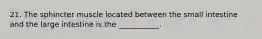 21. The sphincter muscle located between the small intestine and the large intestine is the ___________.
