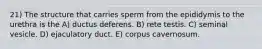 21) The structure that carries sperm from the epididymis to the urethra is the A) ductus deferens. B) rete testis. C) seminal vesicle. D) ejaculatory duct. E) corpus cavernosum.