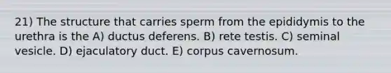 21) The structure that carries sperm from the epididymis to the urethra is the A) ductus deferens. B) rete testis. C) seminal vesicle. D) ejaculatory duct. E) corpus cavernosum.