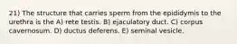 21) The structure that carries sperm from the epididymis to the urethra is the A) rete testis. B) ejaculatory duct. C) corpus cavernosum. D) ductus deferens. E) seminal vesicle.