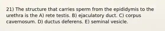 21) The structure that carries sperm from the epididymis to the urethra is the A) rete testis. B) ejaculatory duct. C) corpus cavernosum. D) ductus deferens. E) seminal vesicle.