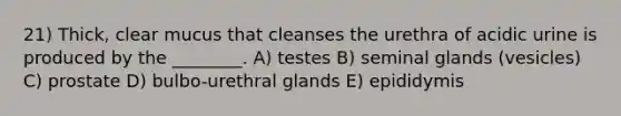 21) Thick, clear mucus that cleanses the urethra of acidic urine is produced by the ________. A) testes B) seminal glands (vesicles) C) prostate D) bulbo-urethral glands E) epididymis