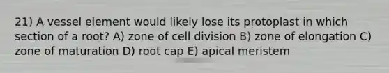 21) A vessel element would likely lose its protoplast in which section of a root? A) zone of cell division B) zone of elongation C) zone of maturation D) root cap E) apical meristem