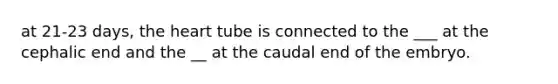 at 21-23 days, the heart tube is connected to the ___ at the cephalic end and the __ at the caudal end of the embryo.