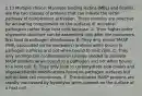 2.13 Multiple choice: Mannose binding lectins (MBL) and ficolins are the two classes of proteins that can initiate the lectin pathway of complement activation. These proteins are selective for activating complement on the surfaces of microbial pathogens rather than host cells because: A. Their higher-order oligomeric structure can be assembled only after the monomers first bind to pathogen membranes. B. They only recruit MASP (MBL-associated serine proteases) proteins when bound to pathogen surfaces and not when bound to host cells. C. They only undergo the conformational change needed to activate MASP proteins when bound to a pathogen and not when bound to a host cell. D. They only bind to carbohydrate side chains and oligosaccharide modifications found on pathogen surfaces but not on host cell membranes. E. The activated MASP proteins are rapidly inactivated by hydrolysis when present on the surface of a host cell.