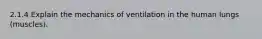 2.1.4 Explain the mechanics of ventilation in the human lungs (muscles).