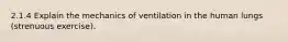 2.1.4 Explain the mechanics of ventilation in the human lungs (strenuous exercise).