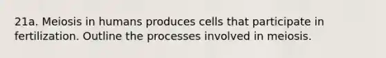 21a. <a href='https://www.questionai.com/knowledge/kGy8vBhIid-meiosis-in-humans' class='anchor-knowledge'>meiosis in humans</a> produces cells that participate in fertilization. Outline the processes involved in meiosis.