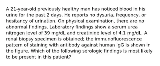 A 21-year-old previously healthy man has noticed blood in his urine for the past 2 days. He reports no dysuria, frequency, or hesitancy of urination. On physical examination, there are no abnormal findings. Laboratory findings show a serum urea nitrogen level of 39 mg/dL and creatinine level of 4.1 mg/dL. A renal biopsy specimen is obtained; the immunofluorescence pattern of staining with antibody against human IgG is shown in the figure. Which of the following serologic findings is most likely to be present in this patient?