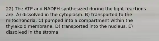 22) The ATP and NADPH synthesized during the light reactions are: A) dissolved in the cytoplasm. B) transported to the mitochondria. C) pumped into a compartment within the thylakoid membrane. D) transported into the nucleus. E) dissolved in the stroma.