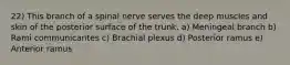 22) This branch of a spinal nerve serves the deep muscles and skin of the posterior surface of the trunk. a) Meningeal branch b) Rami communicantes c) Brachial plexus d) Posterior ramus e) Anterior ramus